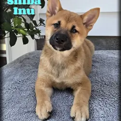 Mack Male Shiba Inu