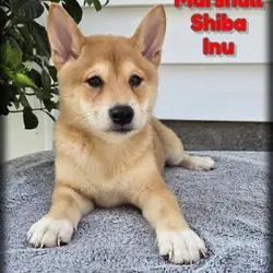 Marshall Male Shiba Inu