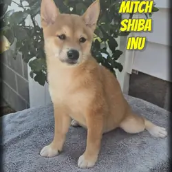 Mitch Male Shiba Inu