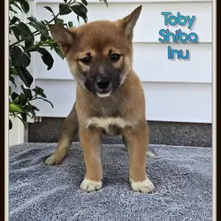 Toby Male Shiba Inu