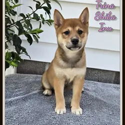Trina Female Shiba Inu