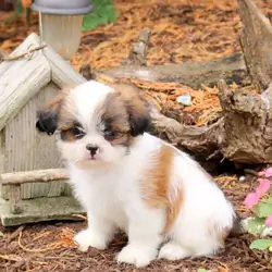 Beautiful Shih Tzu Puppies