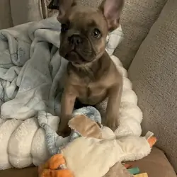 Frenchie bulldog puppy