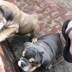 English Bulldog Puppies