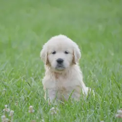 AKC English Cream Golden Retrievers