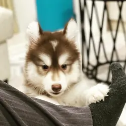 Siberian Husky Puppies
