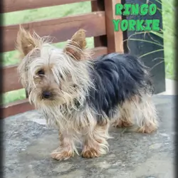 Ringo Male Yorkshire Terrier