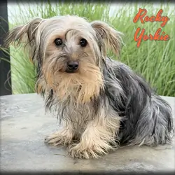 Rocky Male Yorkshire Terrier