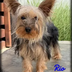 Rio Male Yorkshire Terrier