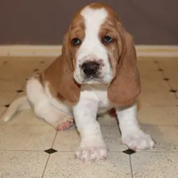 Basset Hound puppies