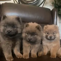 Chow Chow Puppies