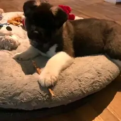 American Akita Puppies Ready For New Homes