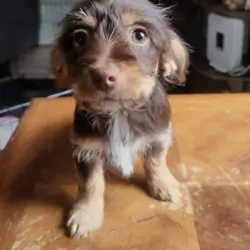 Yorkie and Jack Russel Mix puppies for sale