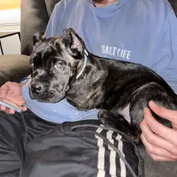 Cane corso pup