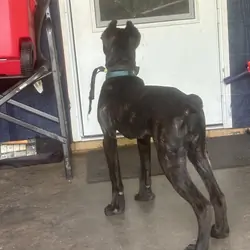Cane Corso
