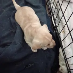 Puppies