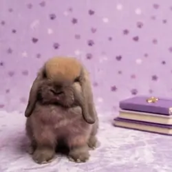 Arizona rabbits rabbits  Holland lops