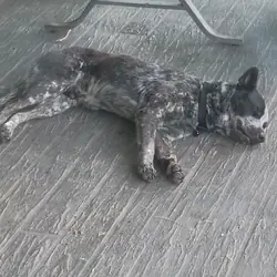Free Blue Heeler (Australian Cattle Dog)