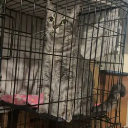 Haon Available For Adoption