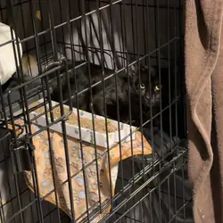Onyx For Adoption
