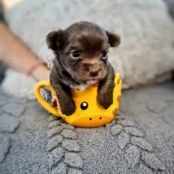 Long haired Chihuahua puppy