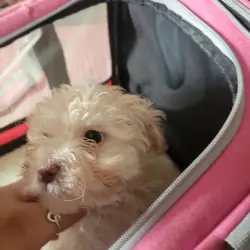 Girl shih tuz pups