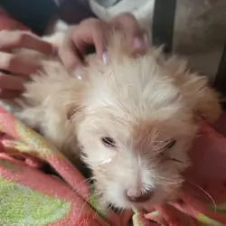 Girl shih tzu puppy