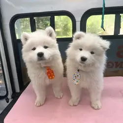 Purebred Samoyed puppies available for pick-up! 🐾