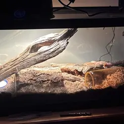 Leopard Gecko