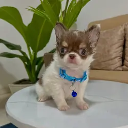 8 Week Old Chihuahua Puppy Available for Adoption