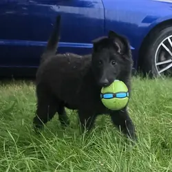 Belgian Sheepdog puppies
