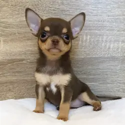 9 Week Old Chihuahua Puppy Available for Adoption