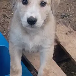 BARKEE (German Shepherd/Schnauzer)