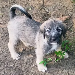 MARBLE (GERMAN SHEPHERD SCHNAUZER)