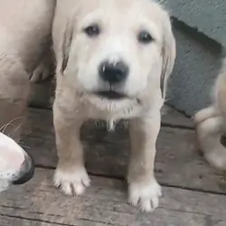 BABYBOY (German Shepherd Schnauzer)