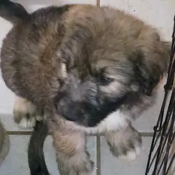 BLACKEE (German Shepherd Schnauzer)