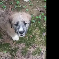 RUFFEE (German Shepherd Schnauzer)