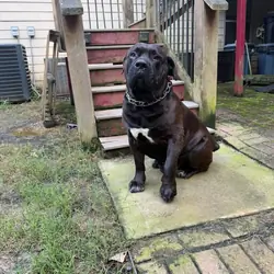 3-Year-Old Male South African Boerboel Seeking Exp