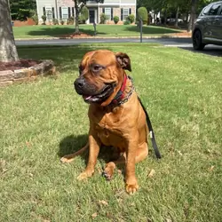itle: 3-Year-Old Male South African Boerboel Seeki