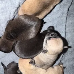 Pug