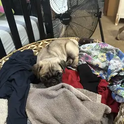 CKC Registered Pug Puppy Fawn