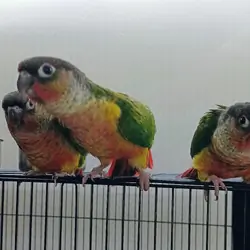 Baby Green Cheek Conures