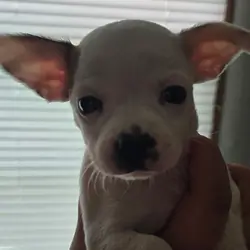 Chihuahua puppies
