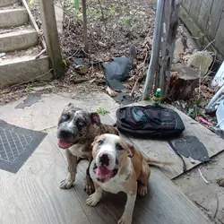 Merle female bully