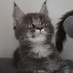 Gorgeous Maine coon Kittens