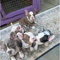 Adorable French Bulldog Puppies Looking for Loving