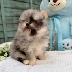 Gorgeous Pomeranian Puppies