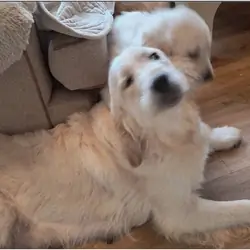 Adorable Golden Retriever Puppies Looking for Lovi