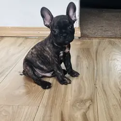 French bulldog
