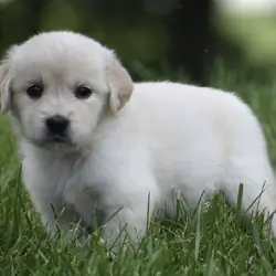 AKC Light Golden Retriever Female Puppy - Dantas